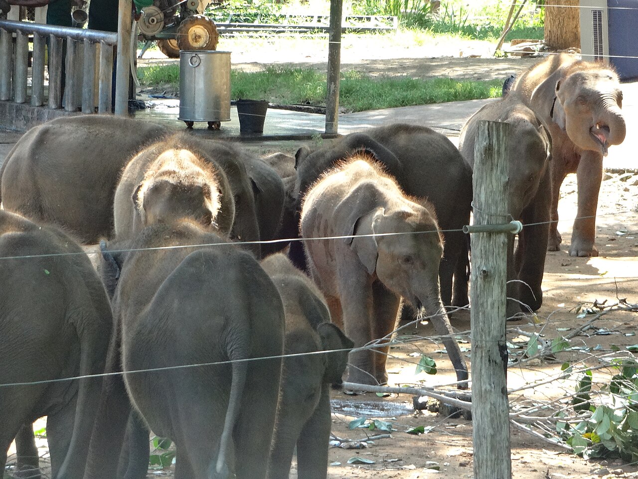 Udawalawe — image 2